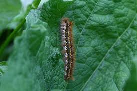 Attēlu rezultāti vaicājumam “Euthrix potatoria imago”