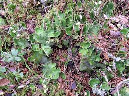 Attēlu rezultāti vaicājumam “Peltigera aphthosa”