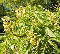Attēlu rezultāti vaicājumam “Aesculus flava”
