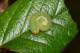 Attēlu rezultāti vaicājumam “Allantus cinctus”