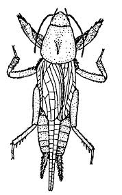 Attēlu rezultāti vaicājumam “Gryllotalpa gryllotalpa”