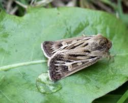 Attēlu rezultāti vaicājumam “Cerapteryx graminis”