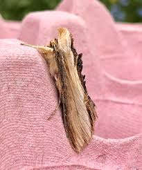 Attēlu rezultāti vaicājumam “Cucullia verbasci”