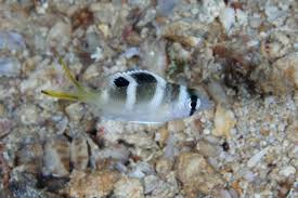 Image result for Monotaxis grandoculis