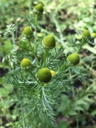 Attēlu rezultāti vaicājumam “Matricaria discoidea leaf”