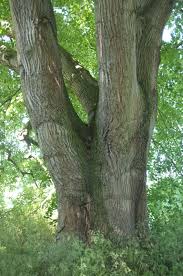 Attēlu rezultāti vaicājumam “Tilia tomentosa leaf”