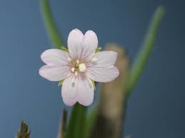 Attēlu rezultāti vaicājumam “Epilobium palustre leaf”