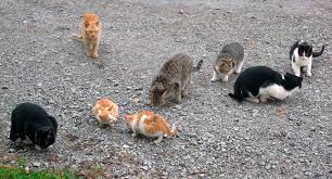 Attēlu rezultāti vaicājumam “Felis silvestris catus juvenile”