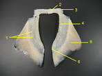 The Appendicular Skeleton