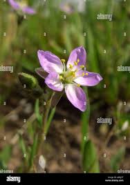 Attēlu rezultāti vaicājumam “Spergularia marina flower”