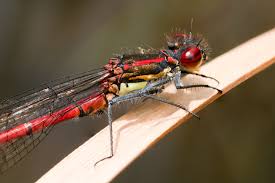 Attēlu rezultāti vaicājumam “Pyrrhosoma nymphula”