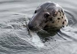 Image result for Halichoerus grypus