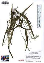 Attēlu rezultāti vaicājumam “Cinna latifolia”