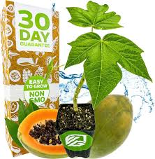 Image result for Carica papaya