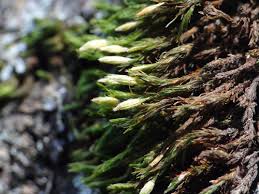 Attēlu rezultāti vaicājumam “Orthotrichum patens”