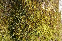 Attēlu rezultāti vaicājumam “Leucodon sciuroides”