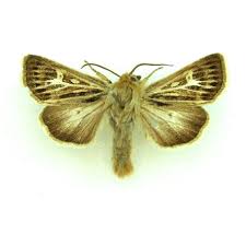 Attēlu rezultāti vaicājumam “Cucullia verbasci”