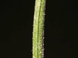 Attēlu rezultāti vaicājumam “Viola arvensis bud”