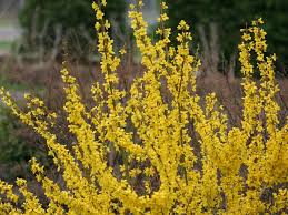 Attēlu rezultāti vaicājumam “Forsythia”