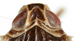 Attēlu rezultāti vaicājumam “Cixiidae”