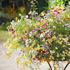 Image result for Elfenspiegel