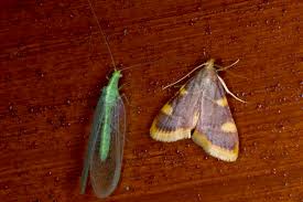 Attēlu rezultāti vaicājumam “Hypsopygia costalis”