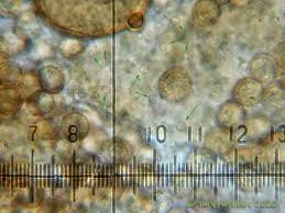 Attēlu rezultāti vaicājumam “Tubifera applanata”