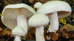 Attēlu rezultāti vaicājumam “Tricholoma album”