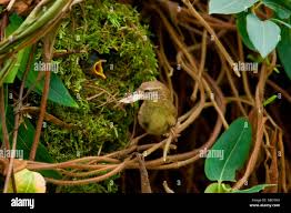 Attēlu rezultāti vaicājumam “Troglodytes troglodytes nest”
