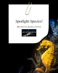 Image result for Diveline