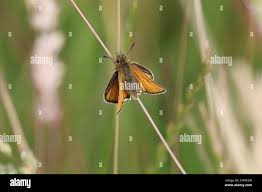 Attēlu rezultāti vaicājumam “Thymelicus lineola female”