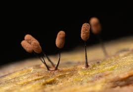 Attēlu rezultāti vaicājumam “Comatricha laxa spores”