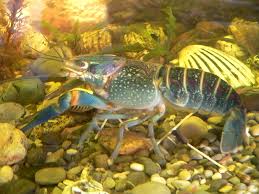 Attēlu rezultāti vaicājumam “Astacus leptodactylus”