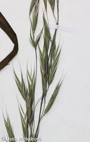 Attēlu rezultāti vaicājumam “Bromopsis benekenii”