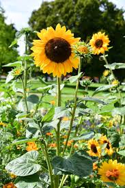 Image result for Sonnenblume