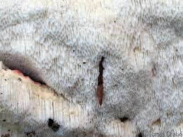 Attēlu rezultāti vaicājumam “Cinereomyces lindbladii”