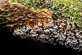 Attēlu rezultāti vaicājumam “Badhamia utricularis”