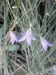 Attēlu rezultāti vaicājumam “Campanula rotundifolia leaf”