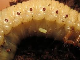 Attēlu rezultāti vaicājumam “Oryctes nasicornis larva”