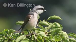 Attēlu rezultāti vaicājumam “Lanius collurio”