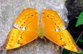 Attēlu rezultāti vaicājumam “Herminia tarsicrinalis”