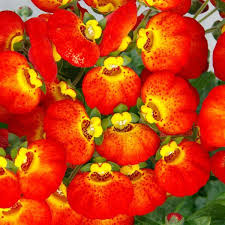 Image result for Calceolaria