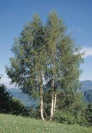 Attēlu rezultāti vaicājumam “Betula”