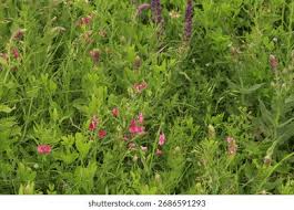 Attēlu rezultāti vaicājumam “Lathyrus tuberosus”