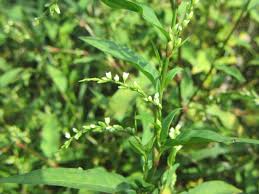 Attēlu rezultāti vaicājumam “Persicaria hydropiper leaf”