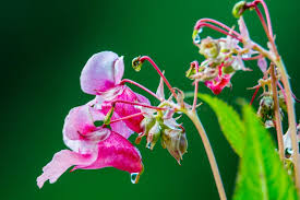 Attēlu rezultāti vaicājumam “Impatiens glandulifera flower”