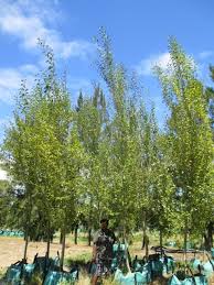 Attēlu rezultāti vaicājumam “Populus simonii”