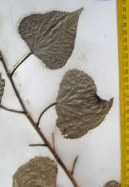 Attēlu rezultāti vaicājumam “Populus x berolinensis leaf”