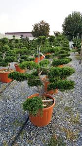 Attēlu rezultāti vaicājumam “Juniperus sabina”