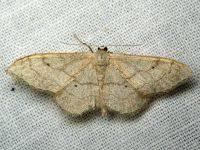 Attēlu rezultāti vaicājumam “Idaea aversata”